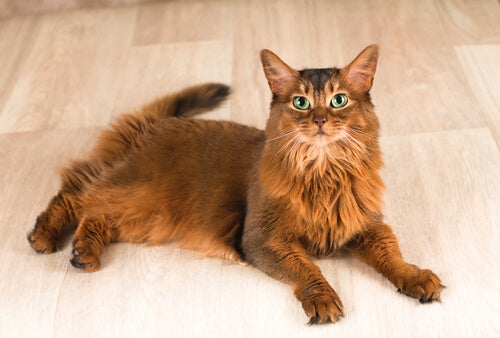 piękny rudy kot z zielonymi oczami