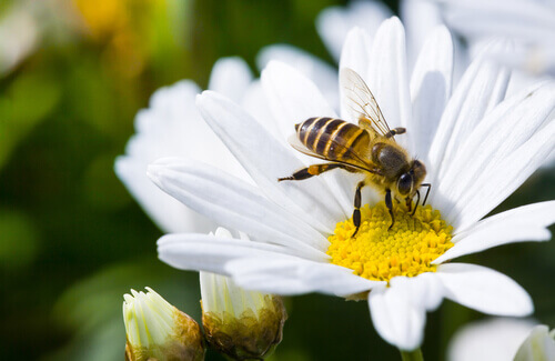 Pszczoły - bez nich nie byłoby życia na ziemi