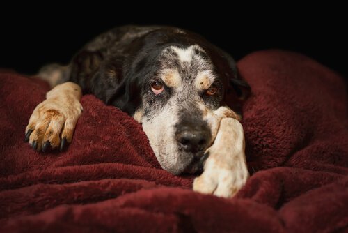 rozwolnienie u starszego psa - leczenie