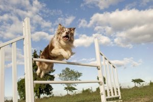 Sporty dla psów – 5 ciekawych pomysłów