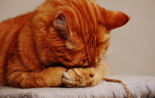 białaczka kotów rudy kot