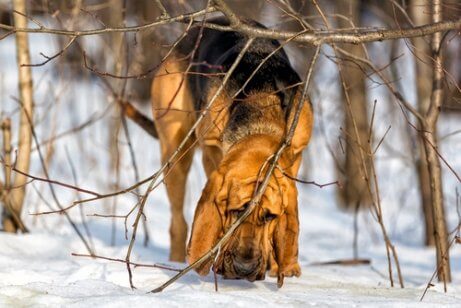 Bloodhound węszy w śniegu