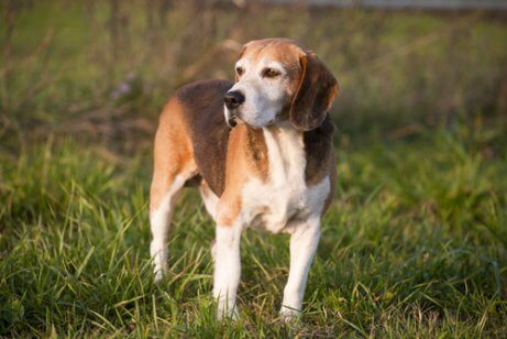 Angielski foxhound stoi na trawie, psy tropiące