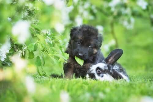 pies i królik bawiący się razem