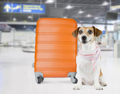 pies i walizka a przewóz zwierząt