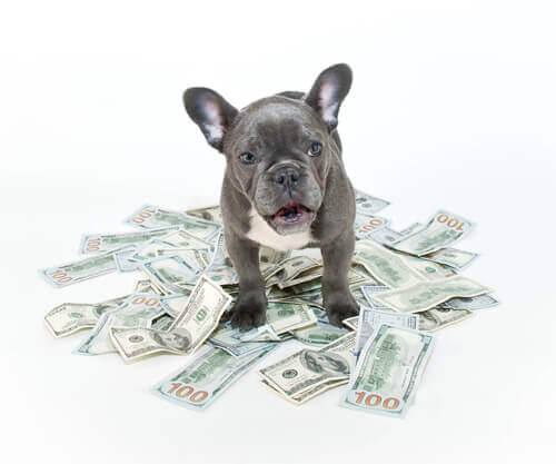 pies na pieniądzach