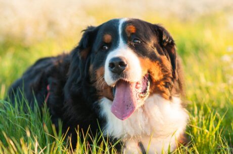 Pies na trawie - deklaracja praw zwierząt