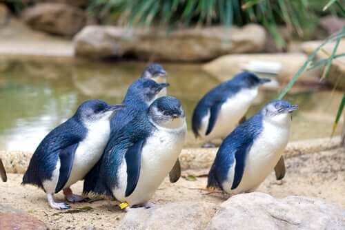 Pingwin niebieski - najmniejszy pingwin na świecie
