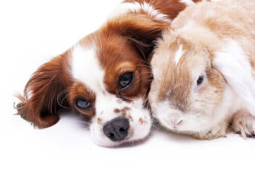 śpiący pies i królik