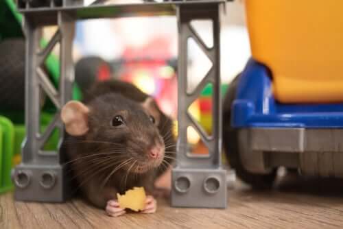 szczur jedzący ser