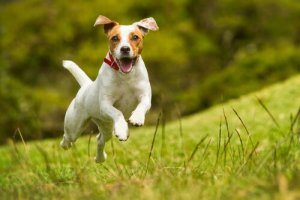 Szczęśliwy pies - sygnały, które o tym świadczą