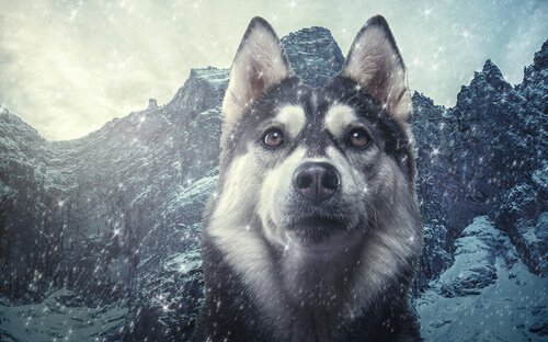 Taksonomia psów: podobieństwa psów do wilków