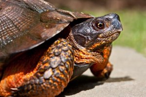 Żółw domowy - jaki gatunek wybrać?
