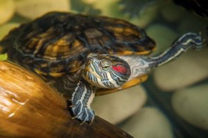 Żółwie wodne: wymagające zwierzęta domowe