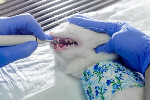 Higiena jamy ustnej kota - krok po kroku