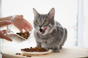 Zdrowe pożywienie dla kota - kilka wskazówek