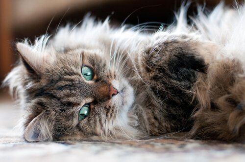 Kot syberyjski na podłodze - linienie u kota