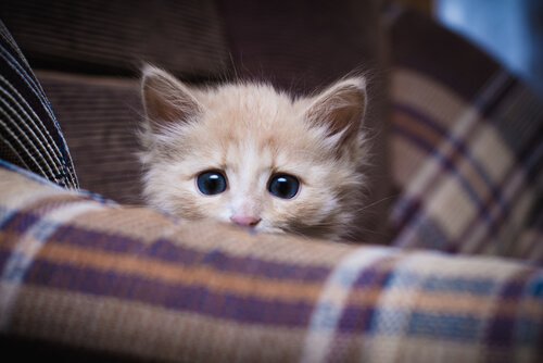 Mały, brązowy kotek na sofie