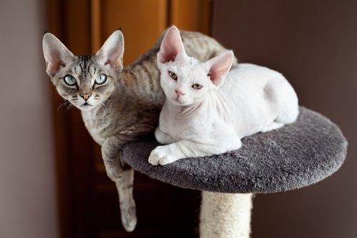 Dwa koty na siedzisku