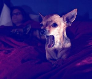 Co zrobić, jeśli Twój pies szczeka w nocy?