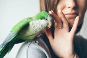 Ptaki domowe – odrobaczanie dla ich zdrowia