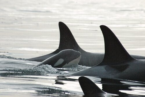 delfiny słyszą orki