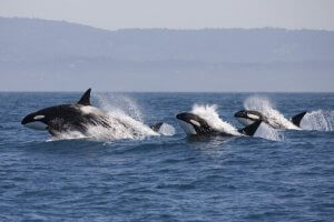 Czy delfiny słyszą orki? Jak się komunikują?