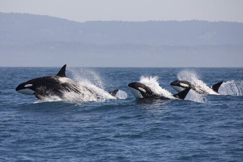 Czy delfiny słyszą orki? Jak się komunikują?