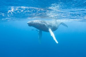 Śpiew wielorybów - dowiedz się o nim więcej
