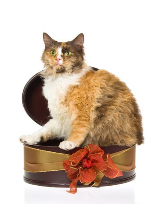 Kot w pudełku na prezent