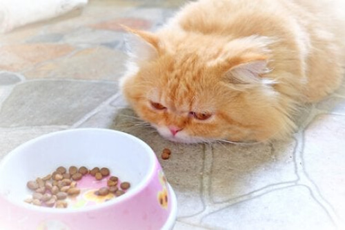 Mały kot, który ma gorączkę, zazwyczaj nie chce jeść.