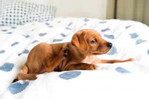 Hot spot u psa - rozpoznanie i leczenie