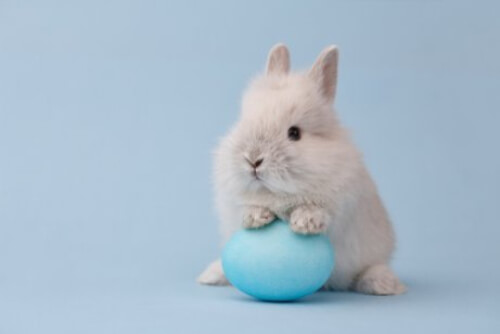 Mały biały królik miniaturka.