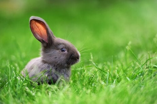 Szary królik w trawie
