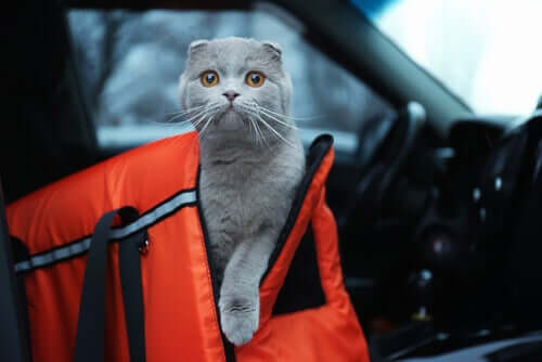 podróżowanie z kotem a jazda samochodem