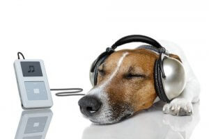 Relax My Dog - platforma muzyczna dla psów