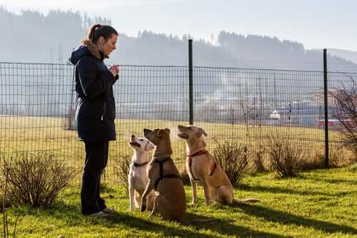 trzy psy i trener na spacerze