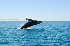 Wymarłe wieloryby odkryte na hiszpańskich wybrzeżach