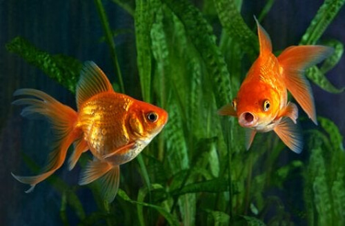 Dwie złote rybki