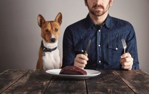 Białko - jakie ma znaczenie w żywieniu psów
