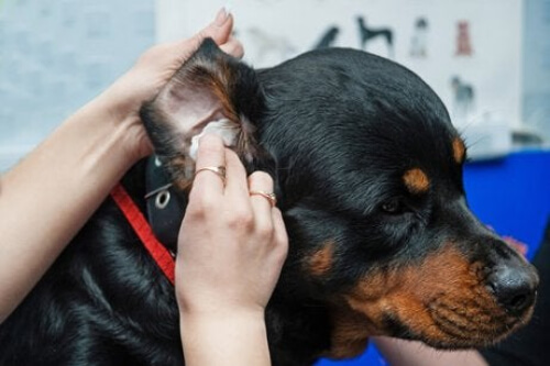 Jak dbać o zwierzaki - pielęgnacja uszu