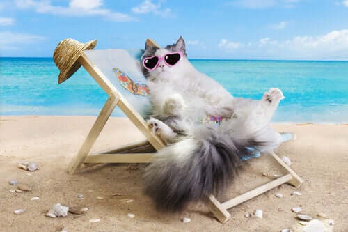 Idealna plaża dla kotów