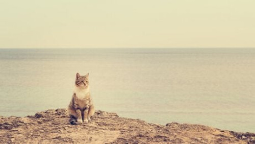 Kot na plaży