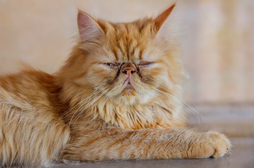Kot perski z zamkniętymi oczami