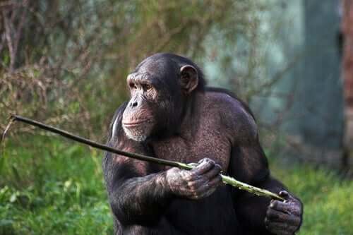 Małpy z Fongoli nauczyły się polować włócznią