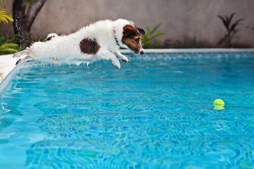Pies skacze za piłką do basenu