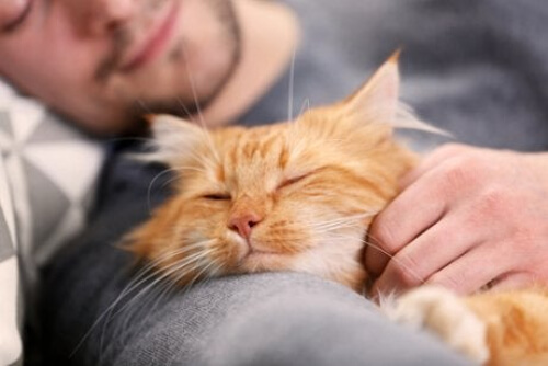 Czy dobrze jest spać z kotem?
