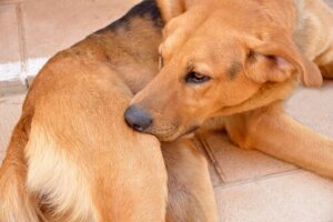 Loratadyna dla psów: wszystko, co musisz wiedzieć