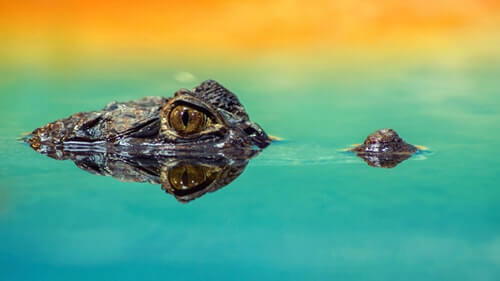 krokodyl w wodzie