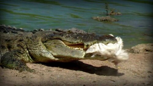 krokodyl z ofiarą